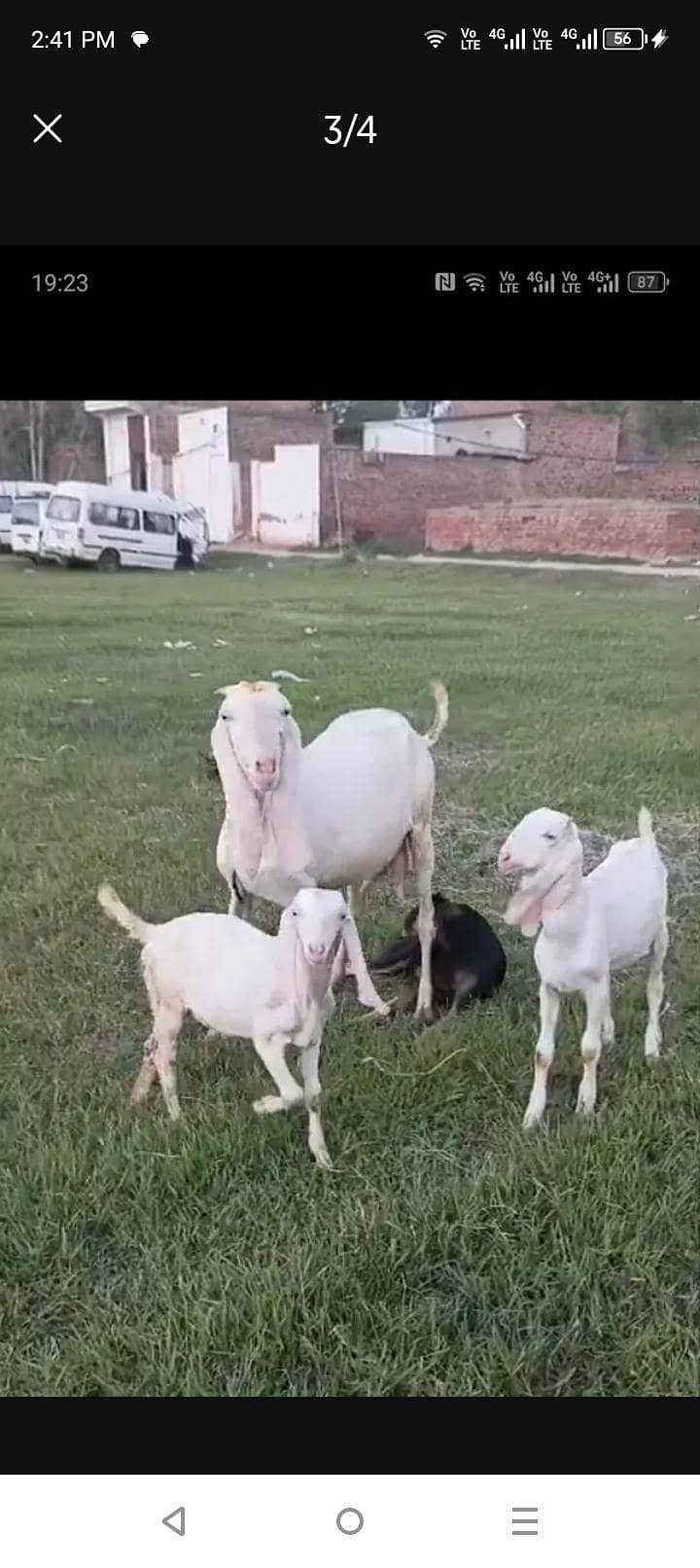Goats 0