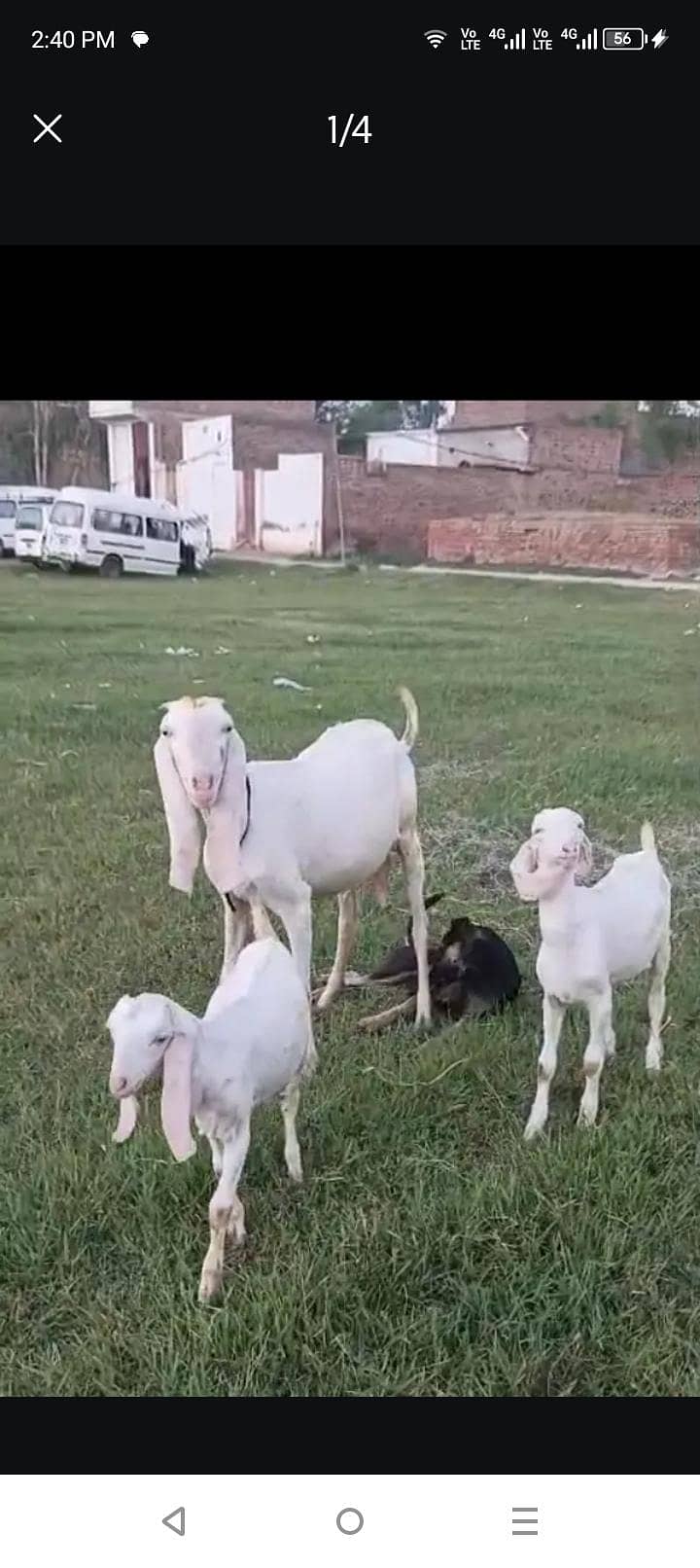 Goats 1