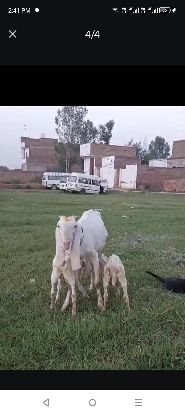 Goats 2