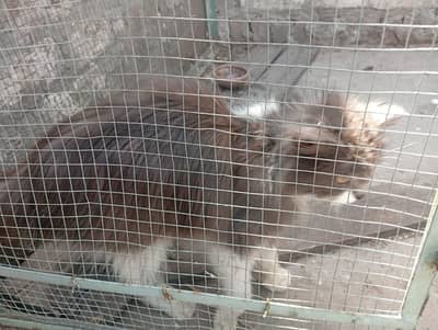 yah Persian cat mein a giri aur White mein hai