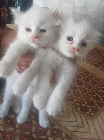 kitten