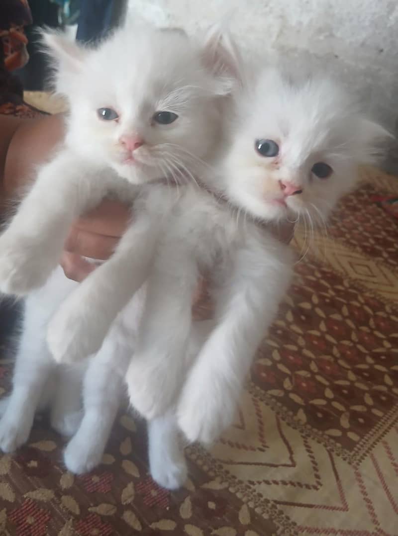 kitten 0