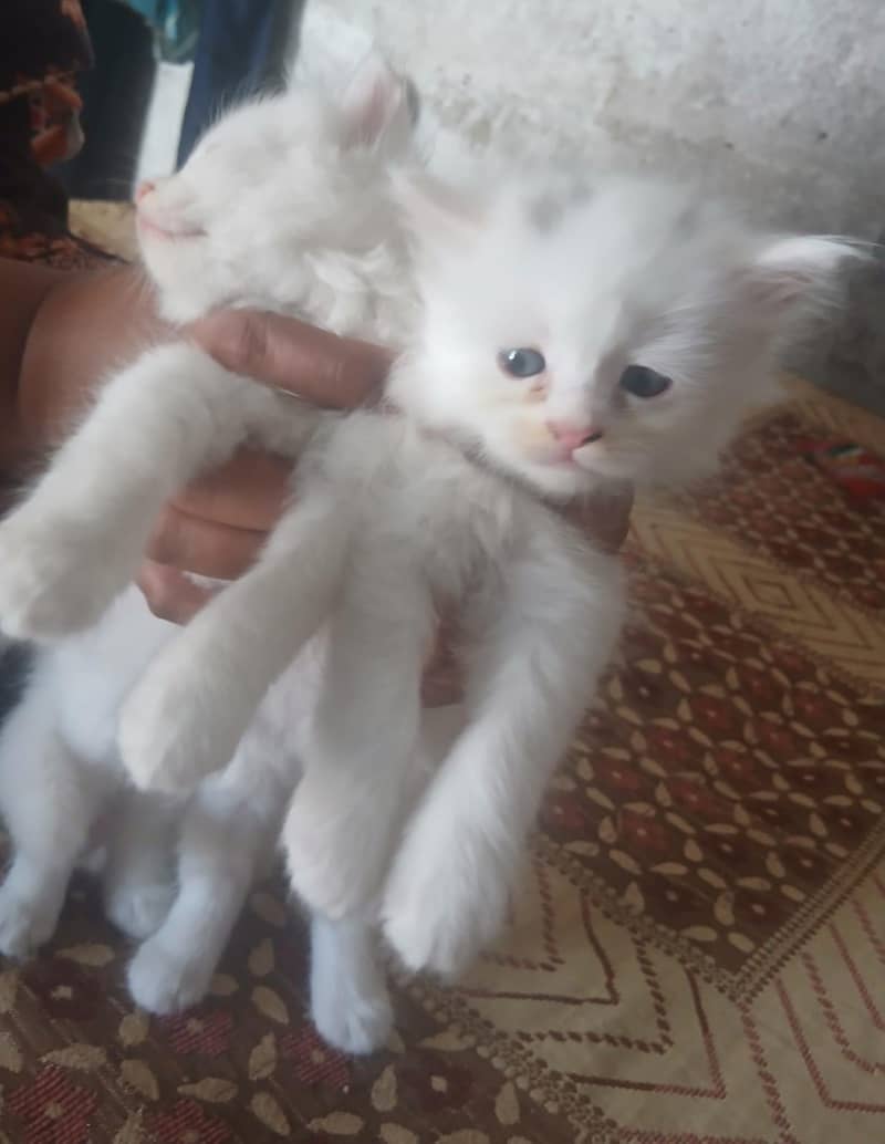 kitten 1