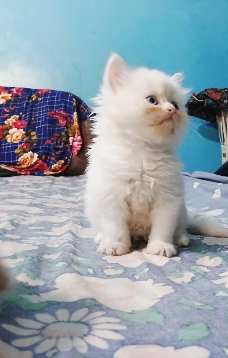 kitten 2