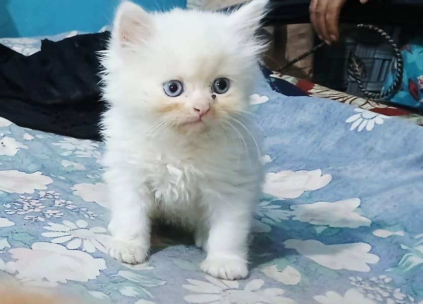kitten 3