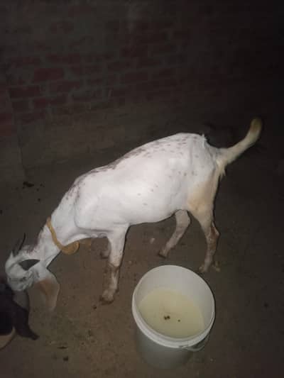 bakra