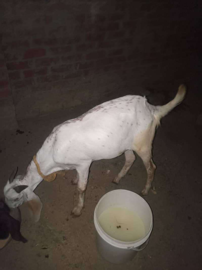 bakra 0