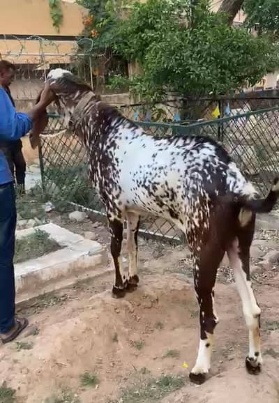 Bakra sale for Qurbani 2026