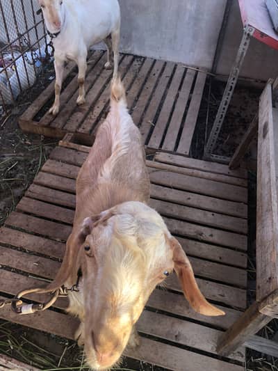 Qurbani 2026