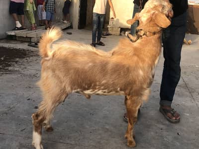 Qurbani Goat | bakra | بکرا |Goat | Desi Goat | bakry | Healthy Goats