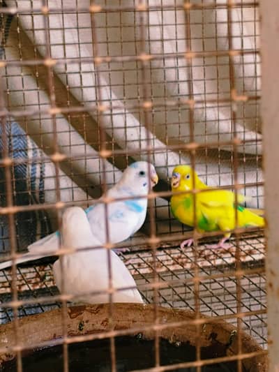 Australian parrots for sale