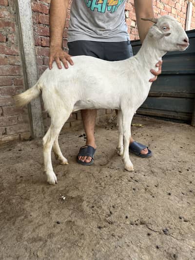 2 daant teddy bakri for qurbani