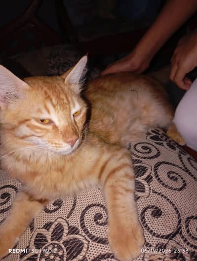 Persian cat only in 13,k