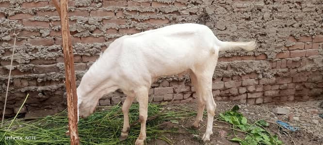 bakra