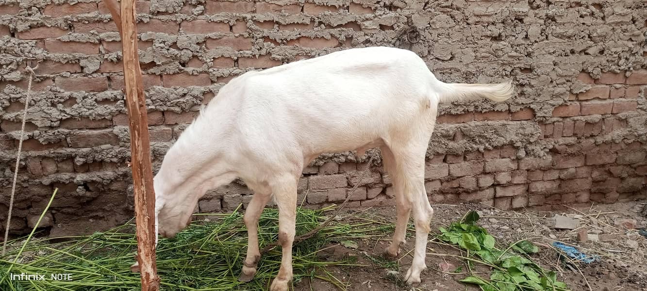 bakra 0