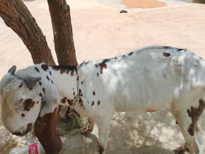 Bakra Eid kelya for sale