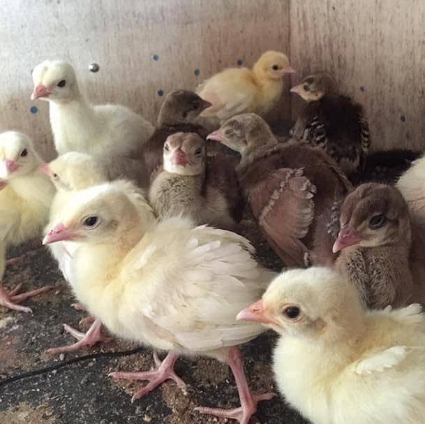Peacock Chicks 0