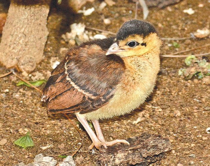 Peacock Chicks 1