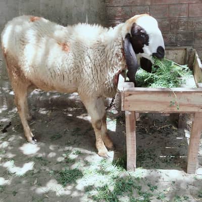 pure Desi chatra ghar ka paala for sale 03230010522