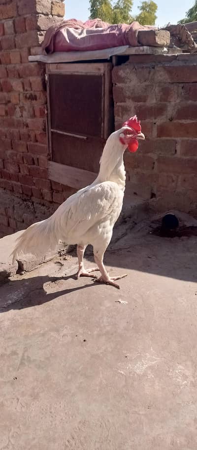 pure Aseel