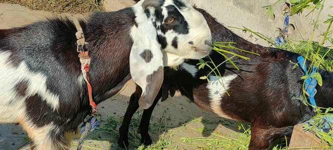 Bakra for sell