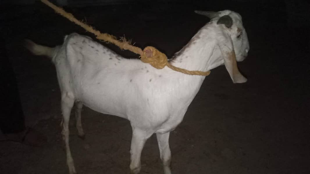 bakra 1