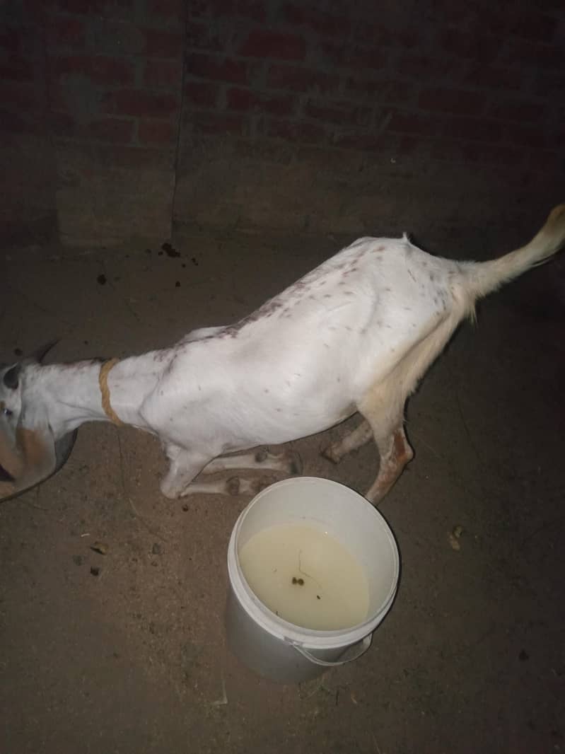 bakra 2
