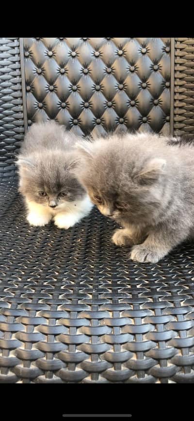 Persian cat kitten