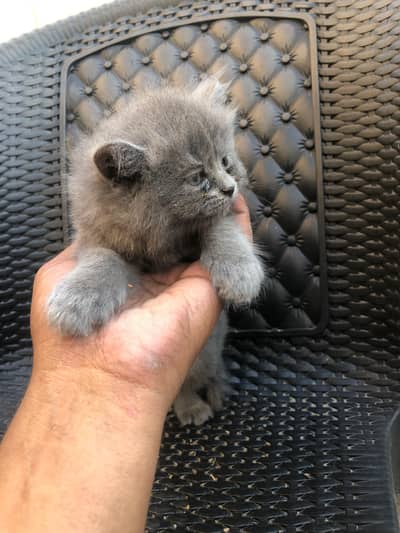 Persian cat kitten