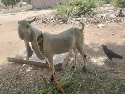 fore sale location Malir cantt