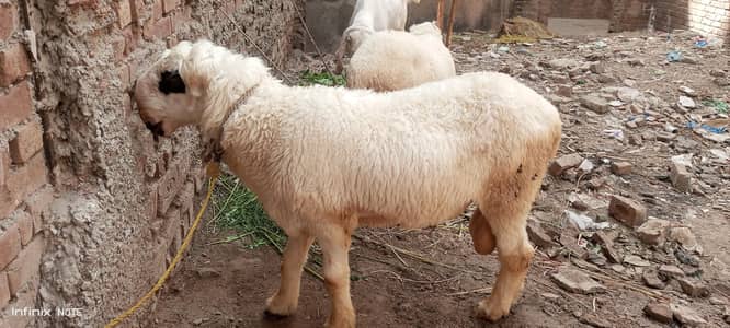 bakra