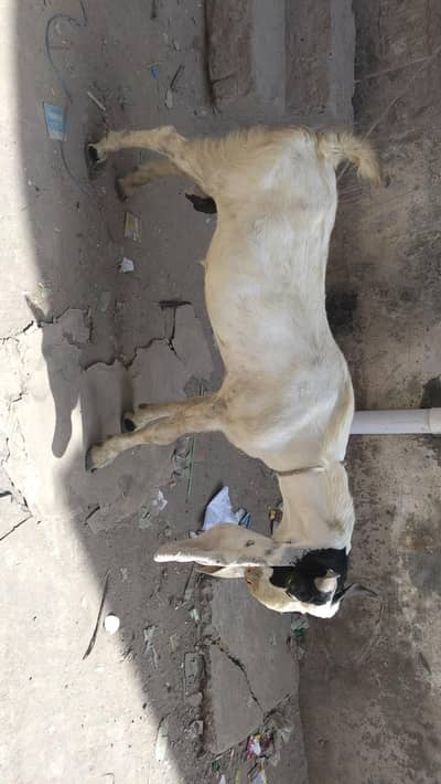 Bakra For Sale Qubani
