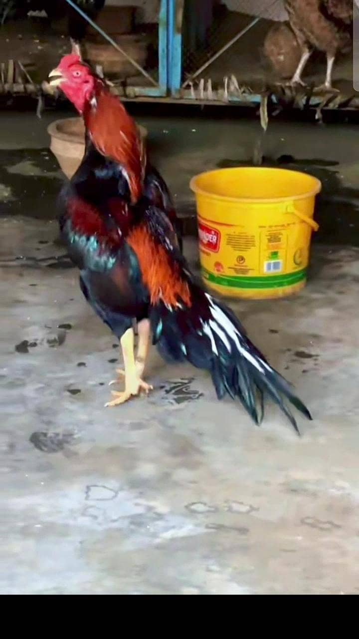 aseel murga 0