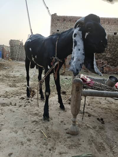 Bakra for eid Mubarak