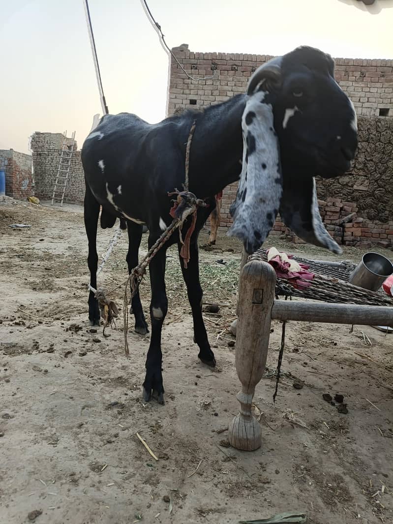 Bakra for eid Mubarak 0