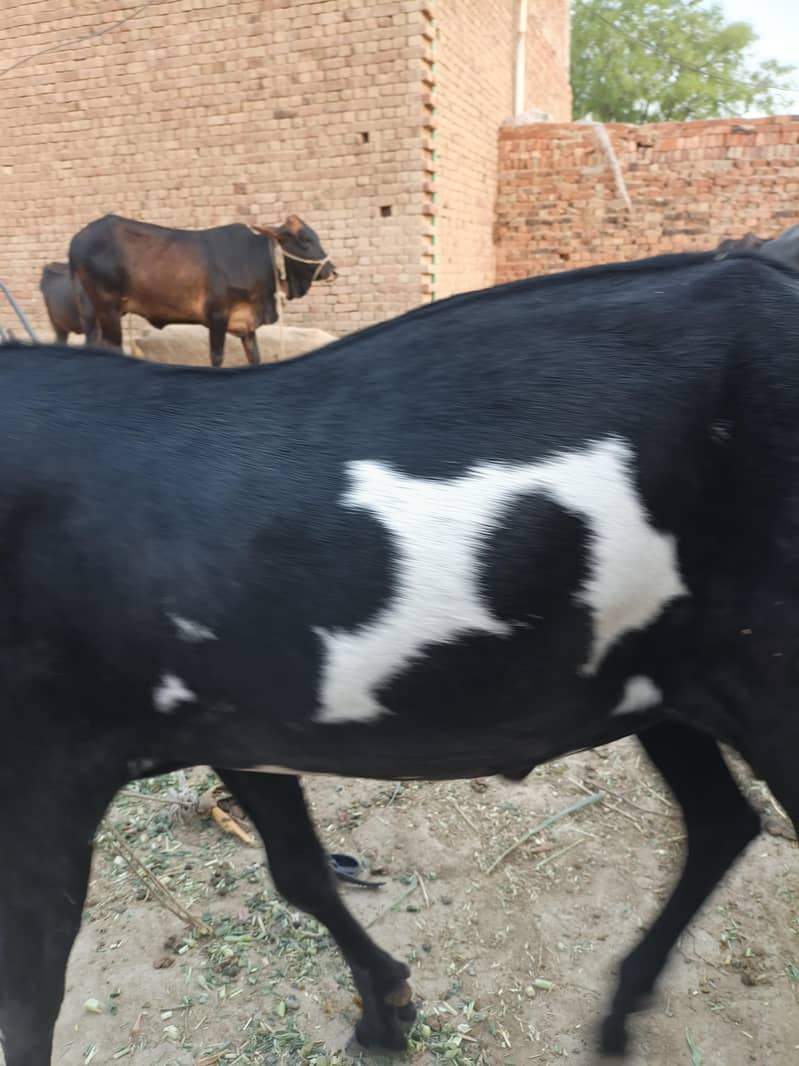 Bakra for eid Mubarak 1