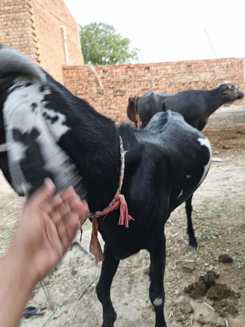 Bakra for eid Mubarak 2