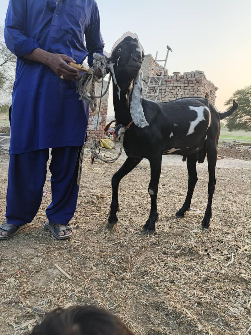 Bakra for eid Mubarak 3