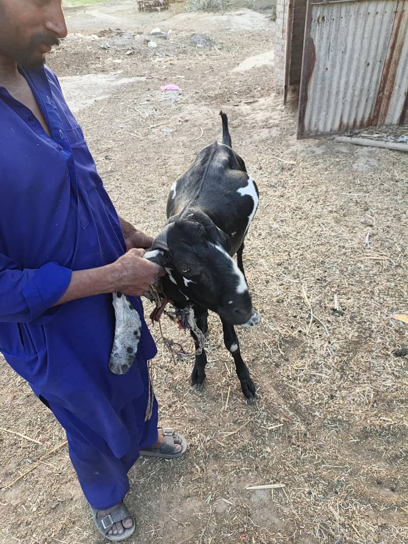 Bakra for eid Mubarak 4