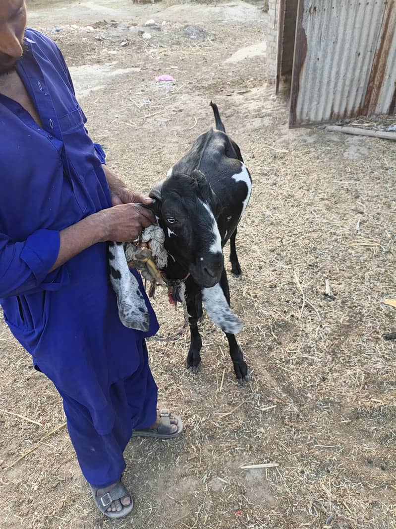 Bakra for eid Mubarak 5