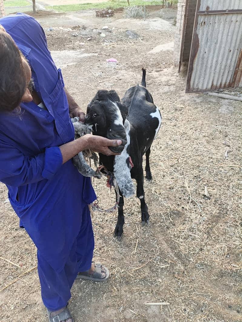 Bakra for eid Mubarak 6