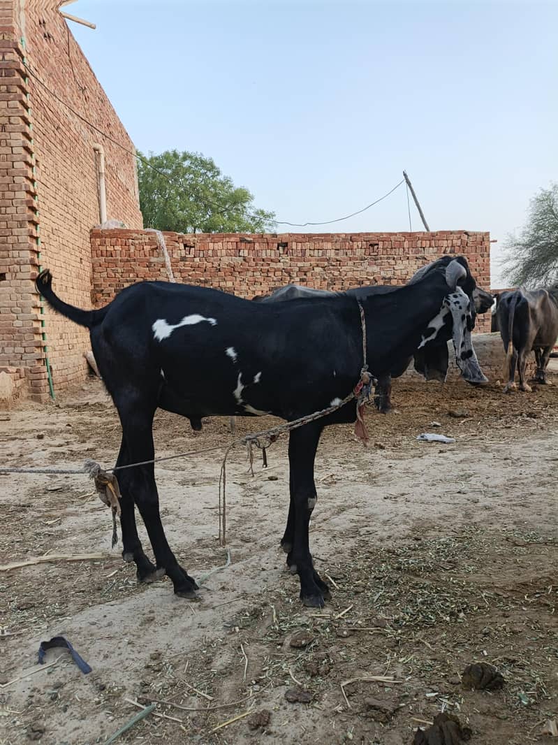 Bakra for eid Mubarak 7