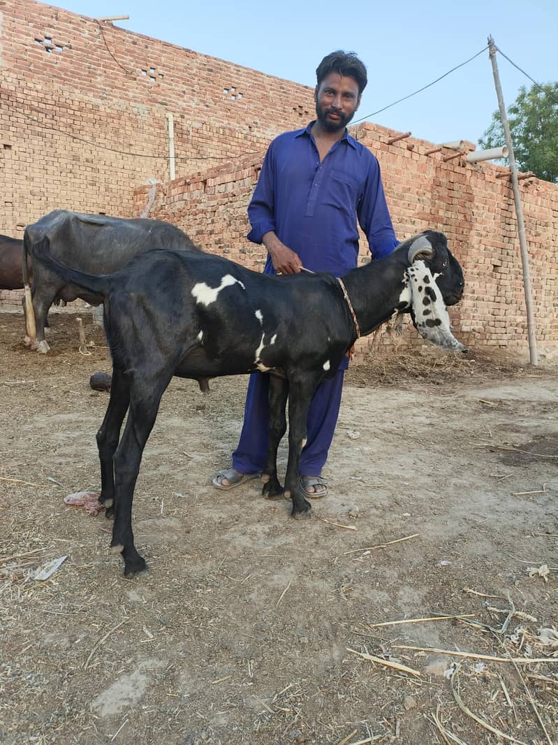 Bakra for eid Mubarak 8