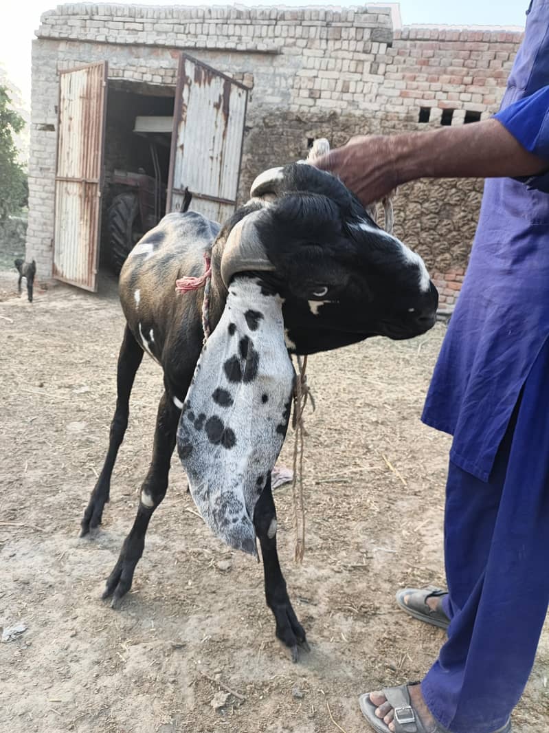 Bakra for eid Mubarak 9
