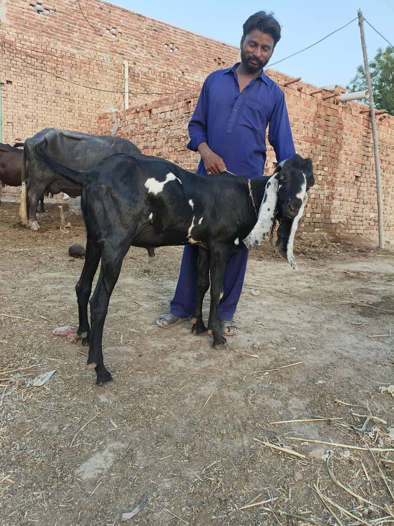 Bakra for eid Mubarak 10