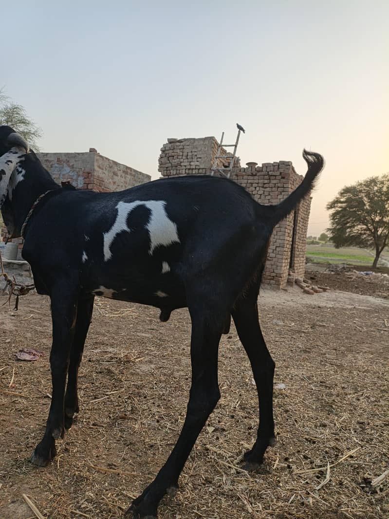 Bakra for eid Mubarak 11