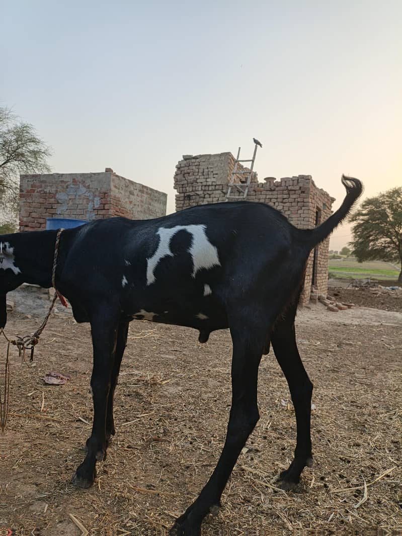 Bakra for eid Mubarak 12