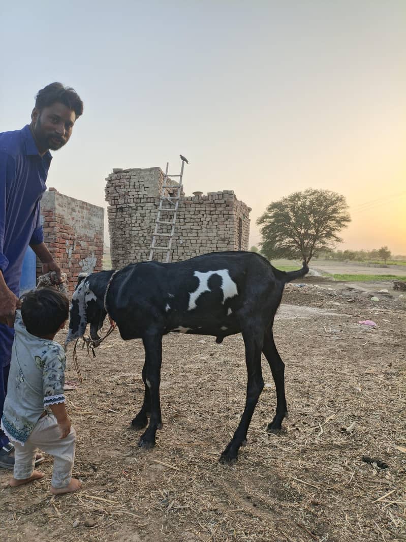 Bakra for eid Mubarak 13