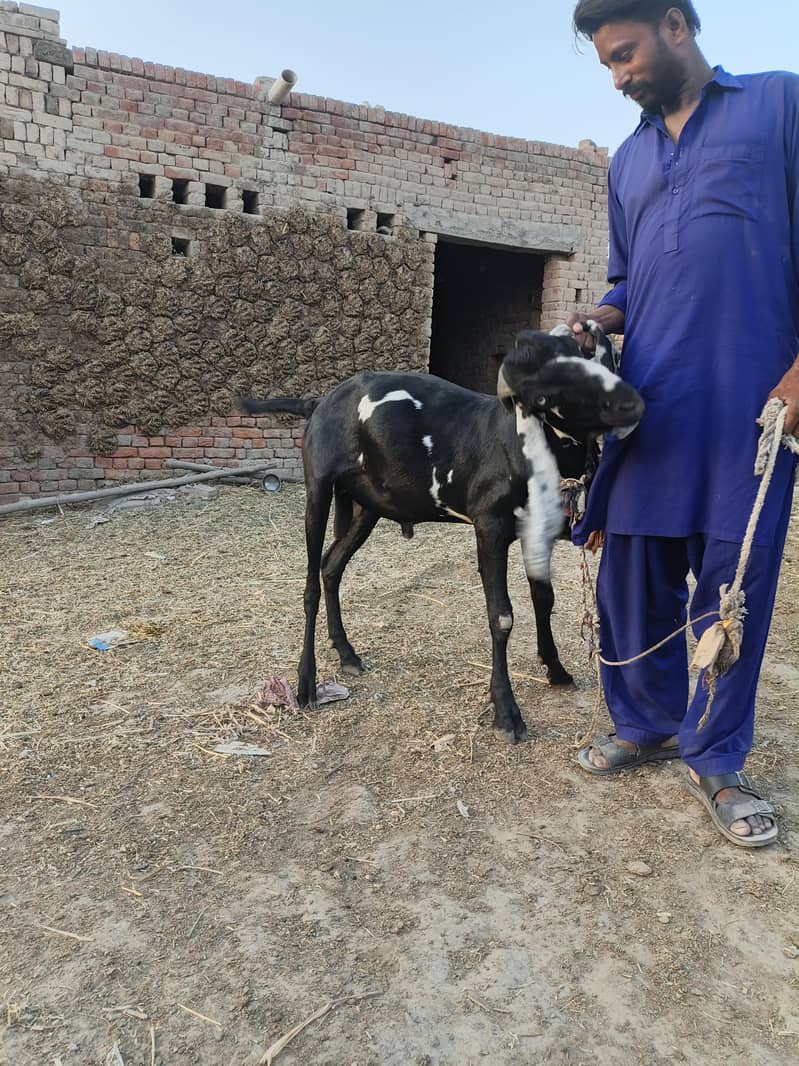 Bakra for eid Mubarak 14