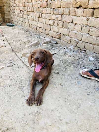 pointer Dog ha